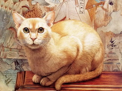 Рисунки, картинки котов и кошек.Cats