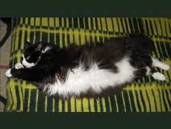 Кошачьи фото и обои. Сats wallpapers