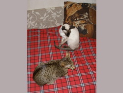Кошачьи фото и обои. Сats wallpapers