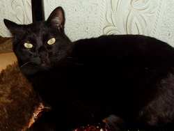 Обои: фото кошки Масяни. Сats wallpapers