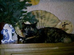 Обои: фото кошки Масяни. Сats wallpapers