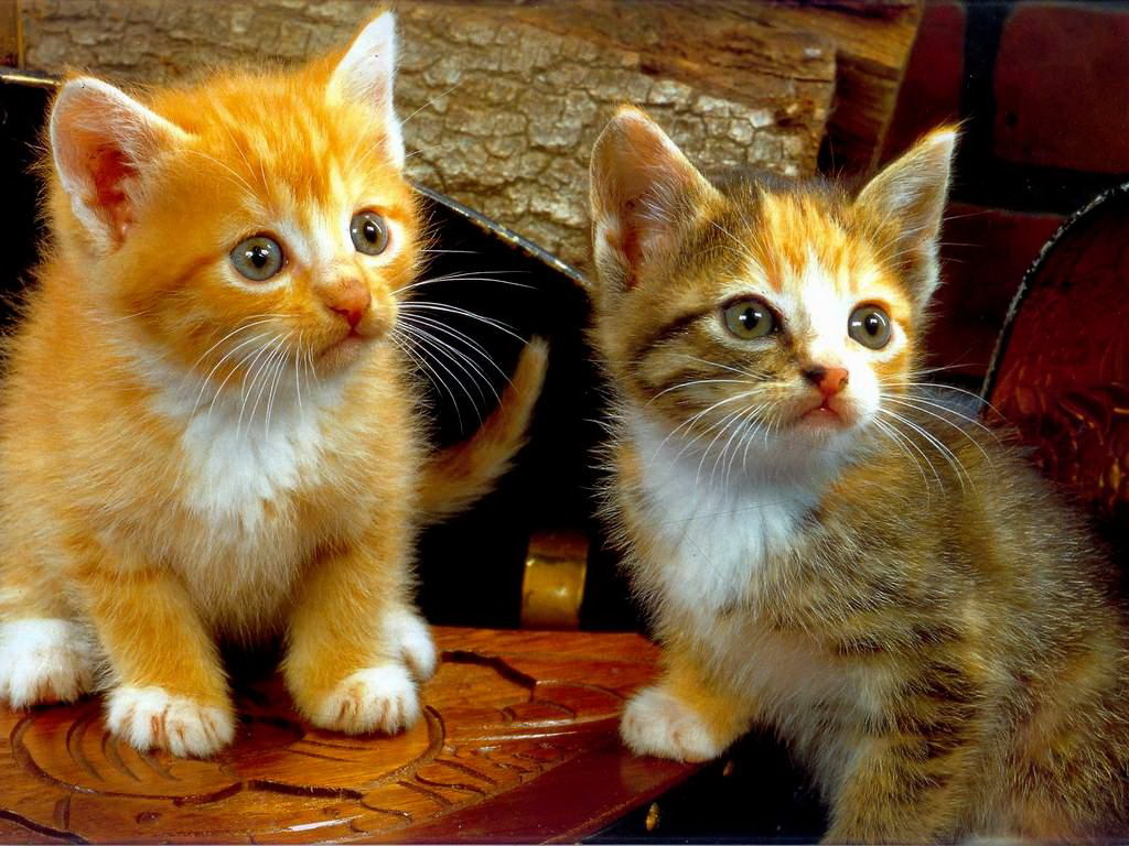 Рыжие коты, кошки, котята: обои, картинки и фото - wallpapers cats.