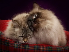 Обои кошки. Wallpapers cats.