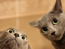 Обои кошки. Wallpapers cats.