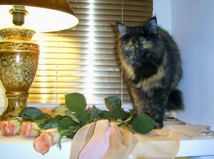 Фото красивой кошки Масяни. Wallpapers cats.