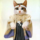 фотоприкол с кошкой из Японии