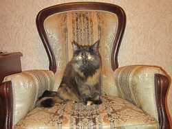 фото модели кошки  Масяни