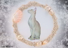 Обои кошки. Wallpapers cats.