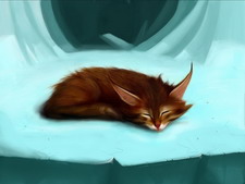 Обои кошки. Wallpapers cats.