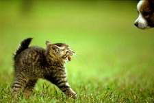 Обои кошки. Wallpapers cats.